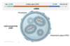 COVID-19 mRNA vaccines consist of mRNA surrounded by a lipid nanoparticle (LNP). The LNP protects the mRNA from degradation and facilitates cellular uptake of the mRNA. The coding region (orange) is a genetically engineered sequence of nucleoside-modified mRNA that encodes for the prefusion-stabilized SARS-CoV-2 spike protein. The Cap 5&prime; and 3&prime; UTR elements enhance the stability and translation of the mRNA.
