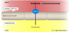 Organic cation transporter 2 (OCT2 is a protein involved in renal tubular secretion of creatinine. The OCT2 transporter protein is located on the basolateral (blood) membrane of the renal tubular cell.