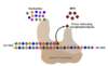 The NRTI drugs inhibit HIV replication by blocking the extension of the elongating primer chain in a process referred to as chain termination. Resistance associated with TAM mutations occurs as a result of primer unblocking (enhanced pyrophosphorolytic removal of the chain terminating drug).
