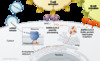The mRNA-1273 enters the cell cytoplasm and does not enter the nucleus. The mRNA is translated by the ribosomes to form prefusion-stabilized SARS-CoV-2 spike proteins. The spike proteins are shuttled to the surface of the cell and are presented to the immune system. The spike proteins are also processed into small peptides that also are presented to the immune system. With this process, the mRNA is non-replicating and is present transiently within the cell.
