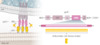 The fusion inhibitor enfuvirtide is a 36-amino-acid peptide that represents a segment of the HIV gp41 HR2 domain. In the native gp41 configuration, a segment of gp41 folds back on itself and this involves tight coiling of the HR1 and HR2 segments. The drug enfuvirtide mimics the HR2 segment and binds to HR1, thus interfering with the normal HR1 and HR2 interaction.