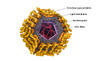 This cross-sectional view of the HCV particle shows all of the viral elements: the envelope glycoproteins (E1 and E2 heterodimers), a lipid membrane, the nucleocapsid, and the single-stranded RNA genome.