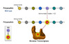 In this example, the amino acid lysine (K) has been replaced by asparagine (N) at amino acid position 103 in the reverse transcriptase protein. The amino acid position 103 is located in the outer rim of pocket where NNRTIs bind.