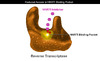 Resistance to NNRTIs can result from mutations that impact amino acids surrounding the binding site thereby preventing the NNRTI from entering into the binding pocket. This is referred to as the reduced access mutation.