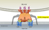 Resistance to maraviroc can occur when R5-tropic HIV-1 develops mutations that facilitate the gp120-CCR5 coreceptor binding despite maraviroc attachment to the CCR5 coreceptor and receptor conformational changes. When this type of resistance occurs, the binding of HIV-1 gp120 occurs with enhanced affinity at the CCR5 N-terminal domain region.