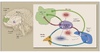 This figure shows ethanol leading to increased dopamine levels in the nucleus accumbens. Naltrexone works by blocking opioid receptors and causes a reduction in dopamine levels in the nucleus accumbens, which reduces the reward or pleasure associated with alcohol ingestion.