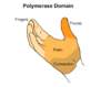 The structure of the polymerase domain resembles a right hand and consists of four domains: fingers, palm, thumb, and connection.