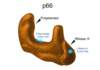 The p66 subunit contains the active site for polymerase and RNase H. The polymerase active site is located in the palm subdomain of the polymerase domain and RNase H active site is in the RNase H domain.