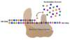 The HIV reverse transcription process occurs by incorporating human nucleotides into the elongating strand of DNA. Thus, conceptually it is important to understand the nucleotide building blocks of the HIV RNA and DNA are human in origin.