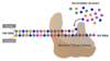 The reverse transcriptase, similar to other DNA polymerase enzymes, utilizes both a primer and a template. This simplified depiction shows the HIV RNA genome serving as the template and strand functioning as the primer where new nucleotides are added.