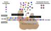 The incorporation of the NRTI&nbsp;into the elongating strand of DNA is referred to as primer blocking.