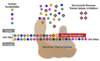 All NRTIs approved to treat HIV lack a 3'-hydroxyl component and thus additional nucleotides cannot be linked to the NRTI. The NRTIs thus act as chain terminators when incorporated into the viral DNA by the HIV reverse transcriptase.