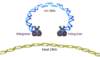 The HIV integrase binds to HIV DNA (most likely in the dimer form); the integrase-HIV DNA complex is part of a particle known as the preintegration complex (or intasome). This newly formed preintegration complex has to migrate from the cytoplasm into the nucleus for integration to occur.