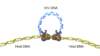 This strand transfer reaction is initiated as the HIV integrase catalyzes the HIV DNA 3-hydroxyl group attack on the host DNA. The attack by the viral DNA occurs on opposite strands of the host DNA in a staggered fashion, typically 4-6 base pairs apart.