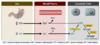 A 25 mg dose of tenofovir alafenamide has 90% lower circulating plasma tenofovir levels when compared with a 300 mg dose of tenofovir DF.