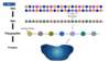 This image represents a schematic of normal HIV protein synthesis. In this process, HIV DNA is transcribed to HIV RNA, which is then translated into polypeptides that are eventually processed into proteins.