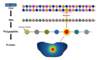 Mutations in the HIV DNA nucleotides can result in amino acid substitutions that may impact specific regions or functions of HIV proteins.