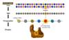 Mutations in the DNA sequence are analyzed to predict amino acid substitutions in the HIV polypeptide.