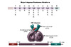 HIV integrase enzyme is a 288-amino acid enzyme comprised of three structural domains: C-terminal domain, N-terminal domain, and the catalytic core domain. Eight major primary integrase resistance mutations have been identified. Note that nearly all of these major primary resistance mutations are located in the catalytic core domain region of the integrase enzyme.