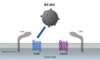 In this illustration, R5-tropic HIV is represented by the blue envelope spikes; the R5 HIV binds to the host CCR5 coreceptor during the viral cell entry process.