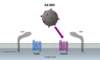 In this illustration, X4-tropic HIV is represented by the purple envelope spikes; the X4 HIV binds to the host CCR5 coreceptor during the viral cell entry process.
