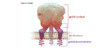 Each HIV envelope spike is a trimeric structure, with each trimer comprised of gp120 subunits paired with gp41 subunits. The trimer of heterodimers is arranged in a tripod-like conformation. The gp120 is coated with an immunoprotective glycan shield that helps HIV evade the host immune system.
