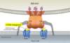 The binding of the CCR5 antagonist maraviroc causes a conformational change in the extracellular loop region of the CCR5 coreceptor. The changes in the CCR5 coreceptor that occur do not involve significant changes in the N-terminal region of the CCR5 coreceptor.