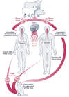Humans predominantly acquire <em>T</em>. <em>gondii</em> infection by either having contact with infected cat feces contaminated with <em>T</em>. <em>gondii</em> oocysts or by ingestion of <em>T</em>. <em>gondii</em> tissue cysts in undercooked red meat or shellfish.