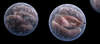 This illustration is showing <em>Cryptosporidium</em> oocysts with sporozoites.